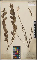Foto von Salix starkeana Willd.